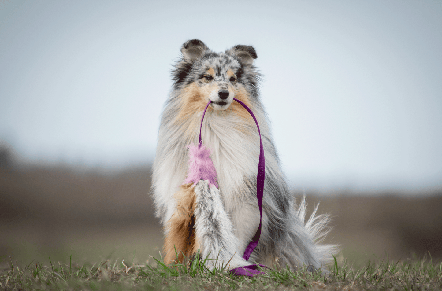 Elastisk blackfiskjager med rev