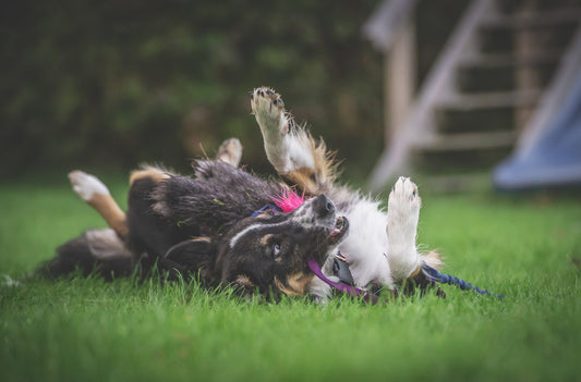 Elastik blackfiskjager med fåreskinn