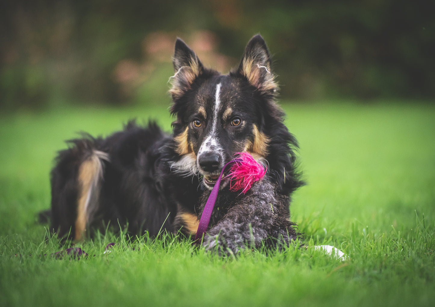 Elastik blackfiskjager med fåreskinn
