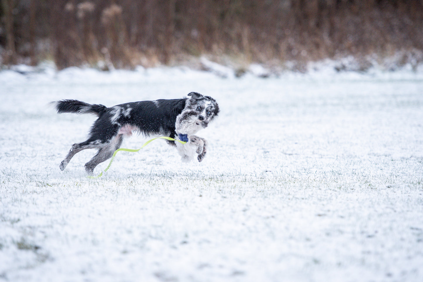 Elastik blackfiskjager med fåreskinn