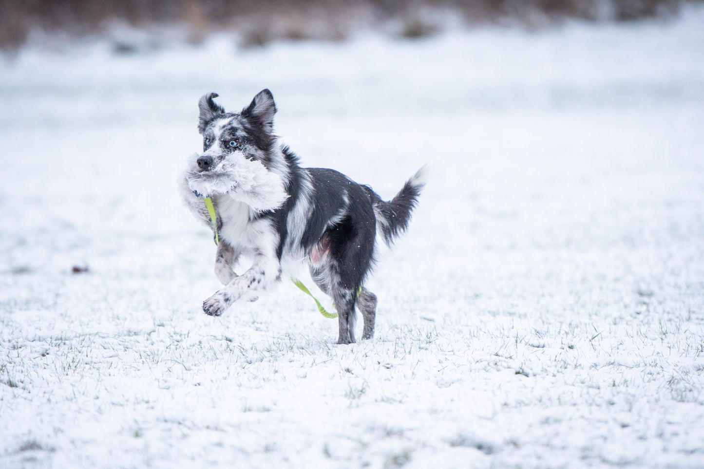 Elastik blackfiskjager med fåreskinn