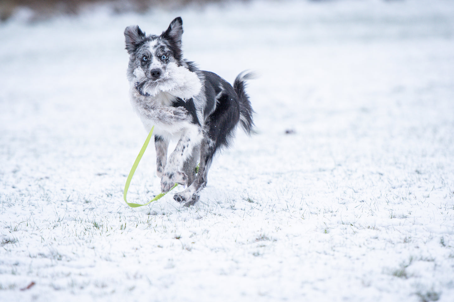 Elastik blackfiskjager med fåreskinn
