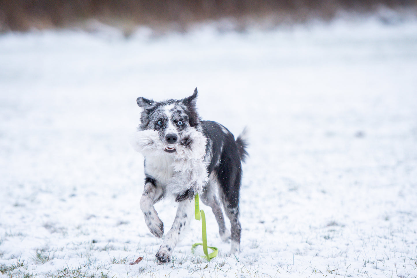 Elastik blackfiskjager med fåreskinn