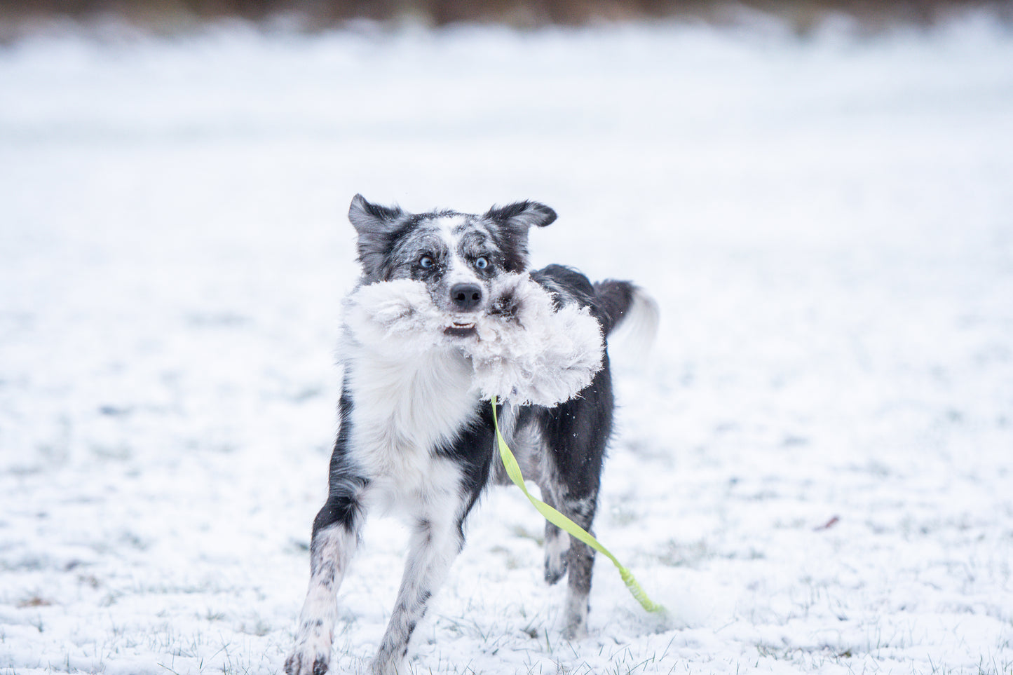 Elastik blackfiskjager med fåreskinn