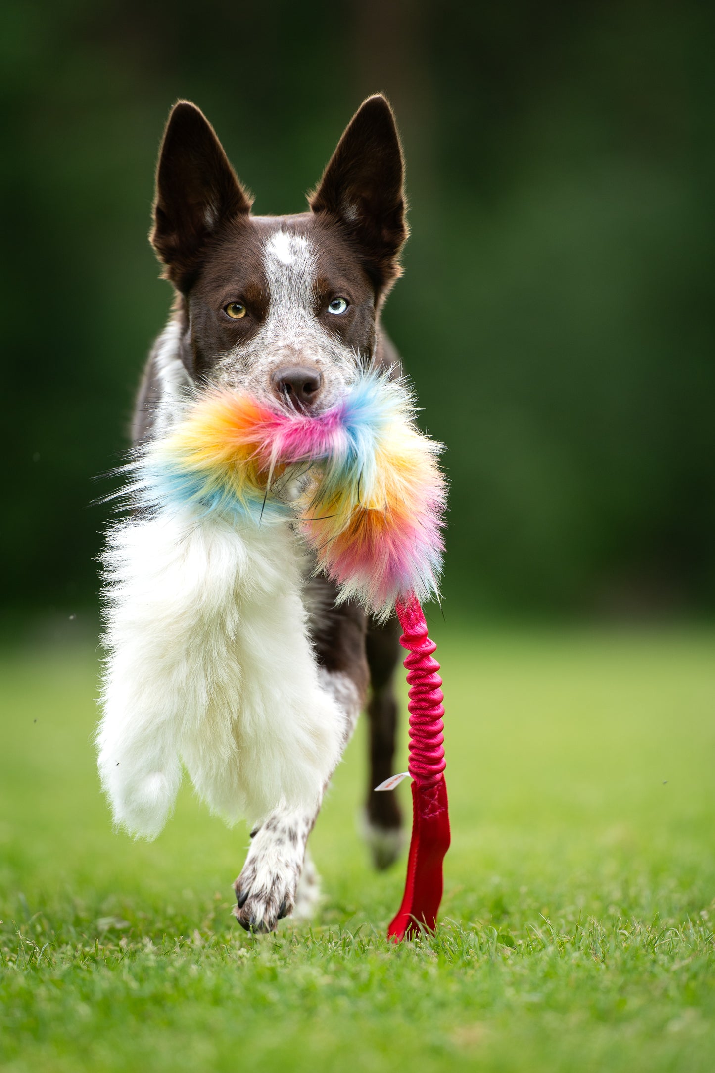 Elastisk blackfiskkampis fåreskinn og fuskepels i str L