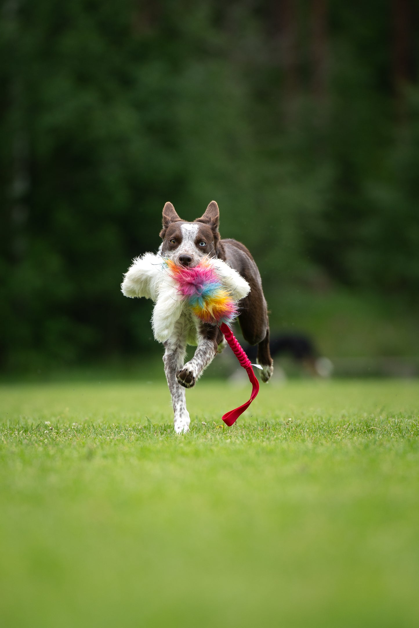Elastisk blackfiskkampis fåreskinn og fuskepels i str L