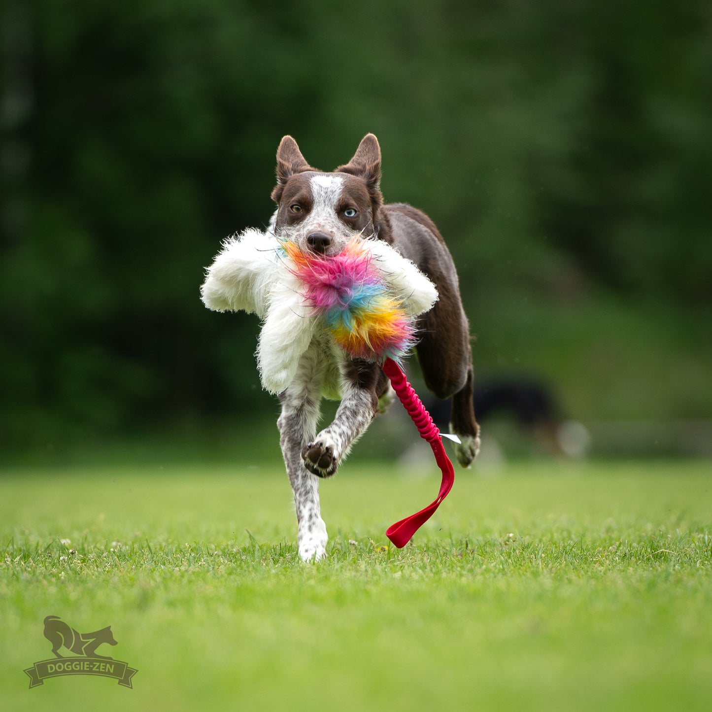 Elastisk blackfiskkampis fåreskinn og fuskepels i str L