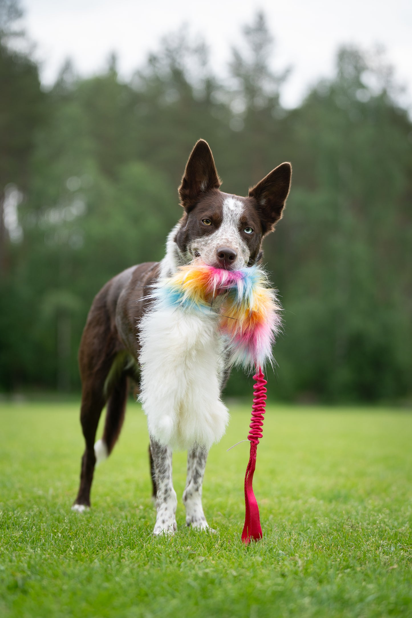 Elastisk blackfiskkampis fåreskinn og fuskepels i str L
