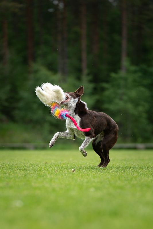 Elastisk blackfiskkampis fåreskinn og fuskepels i str L