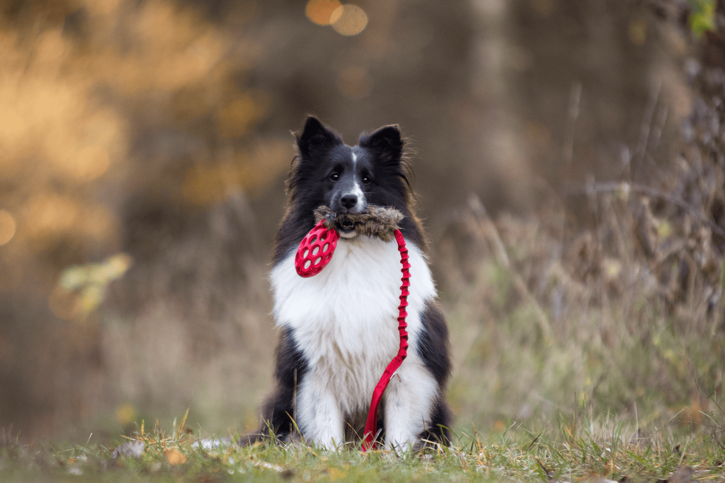 Elastisk kaninkampis med hol-ee fotball Str S
