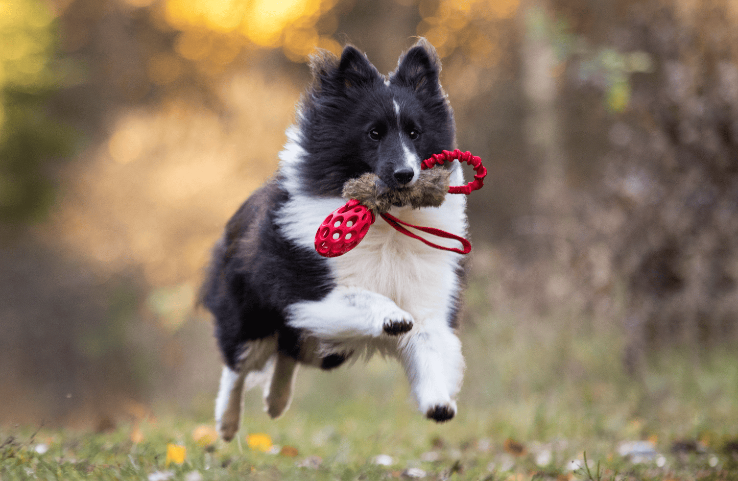 Elastisk kaninkampis med hol-ee fotball Str S