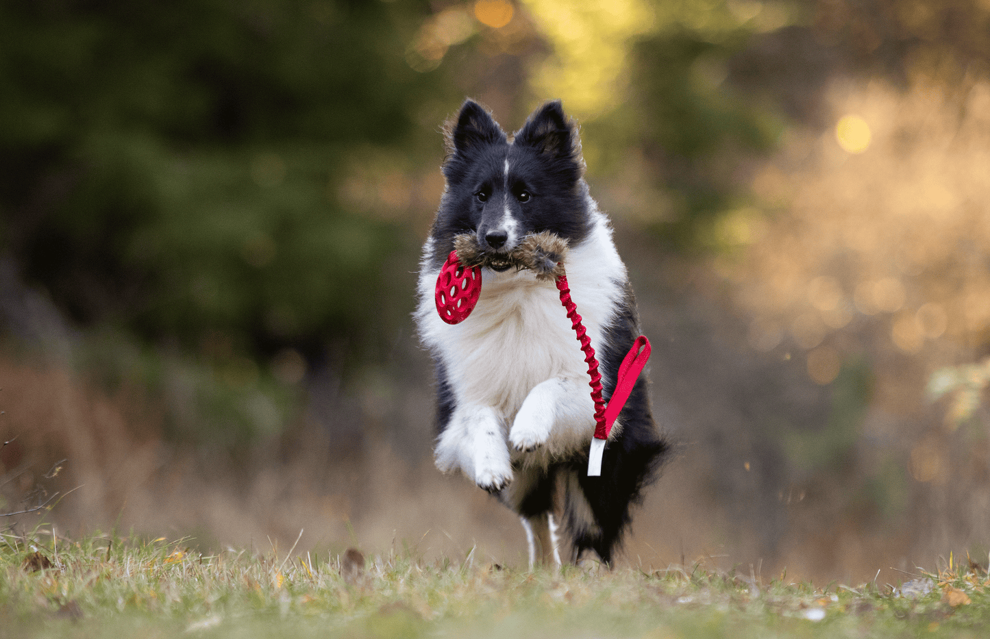 Elastisk kaninkampis med hol-ee fotball Str S