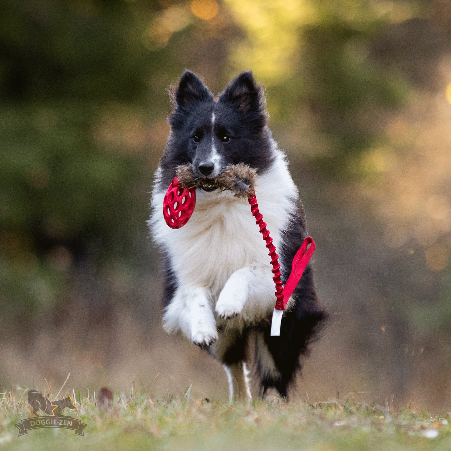 Elastisk kaninkampis med hol-ee fotball Str S