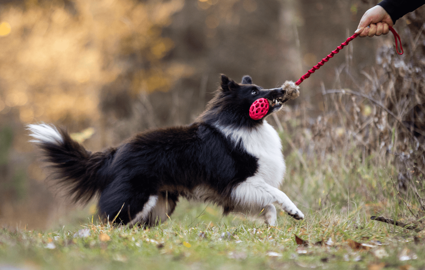 Elastisk kaninkampis med hol-ee fotball Str S