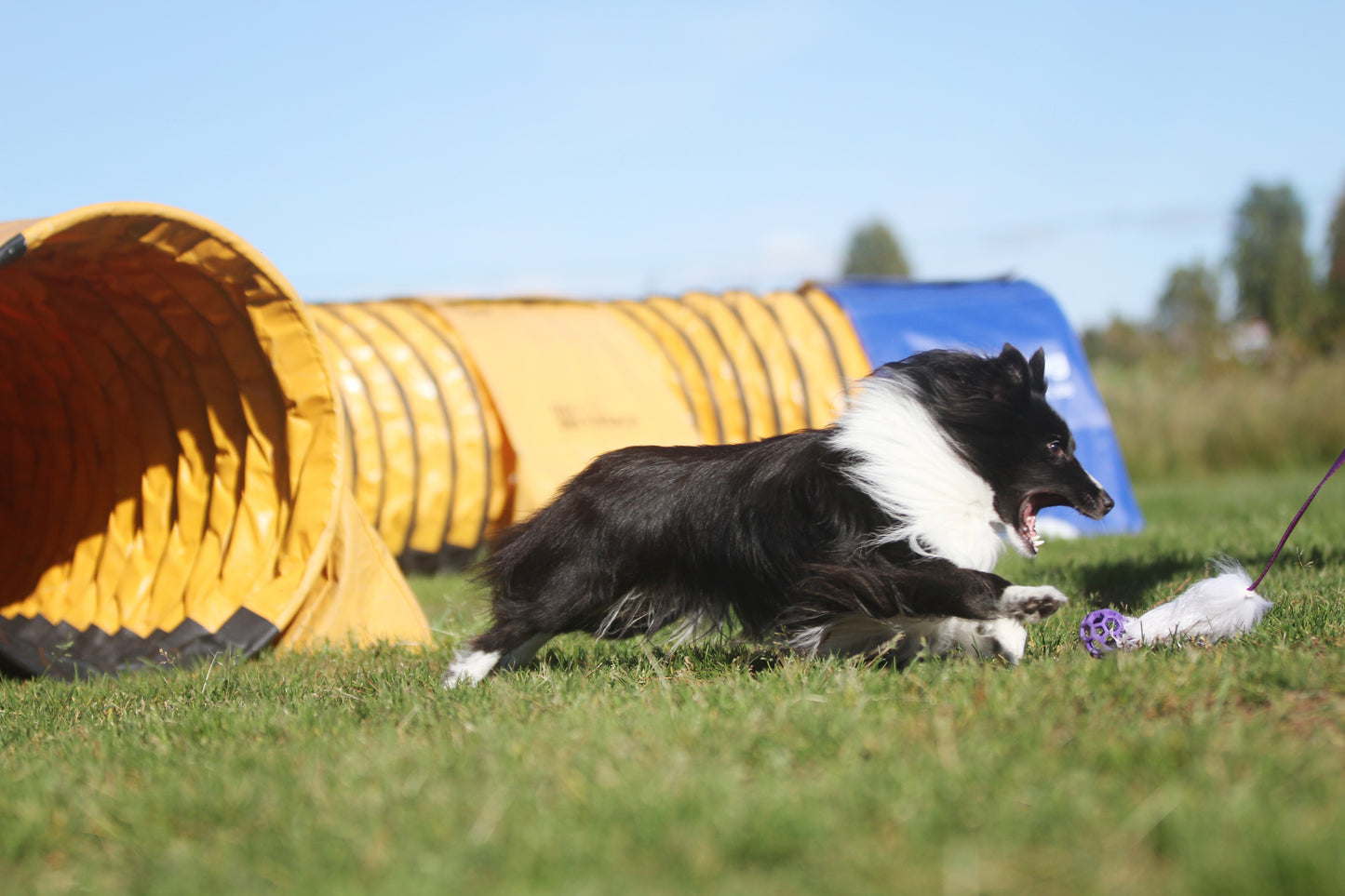 Elastisk fåreskinnsjagerkampis med hol-ee roller str S