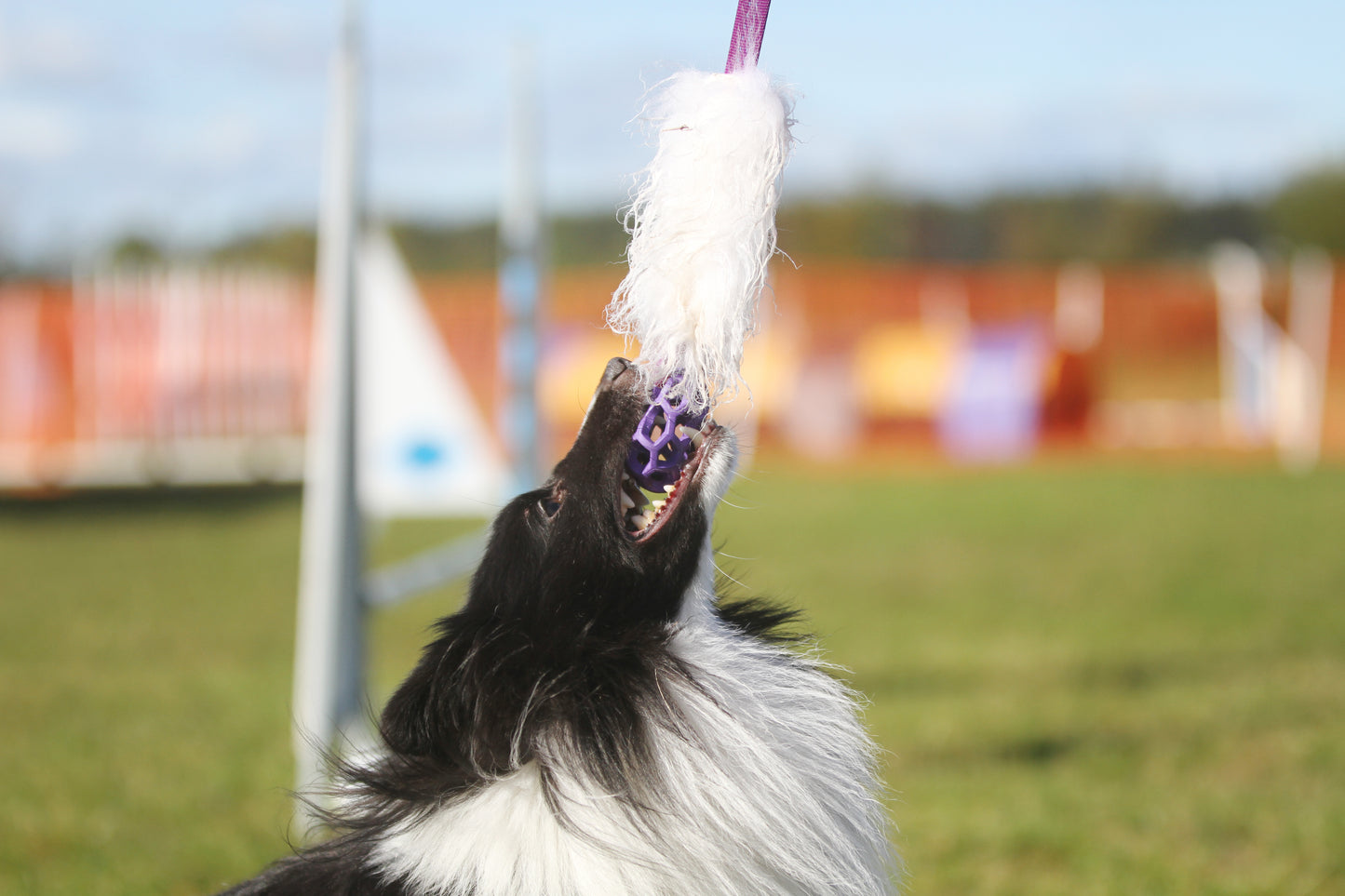 Elastisk fåreskinnsjagerkampis med hol-ee roller str S