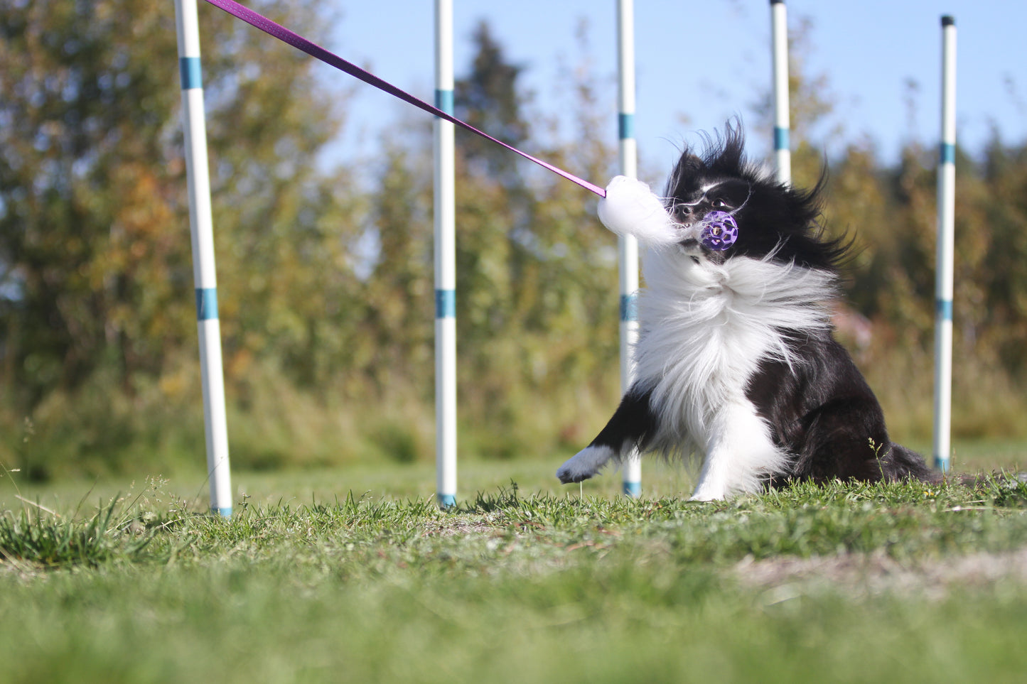 Elastisk fåreskinnsjagerkampis med hol-ee roller str S
