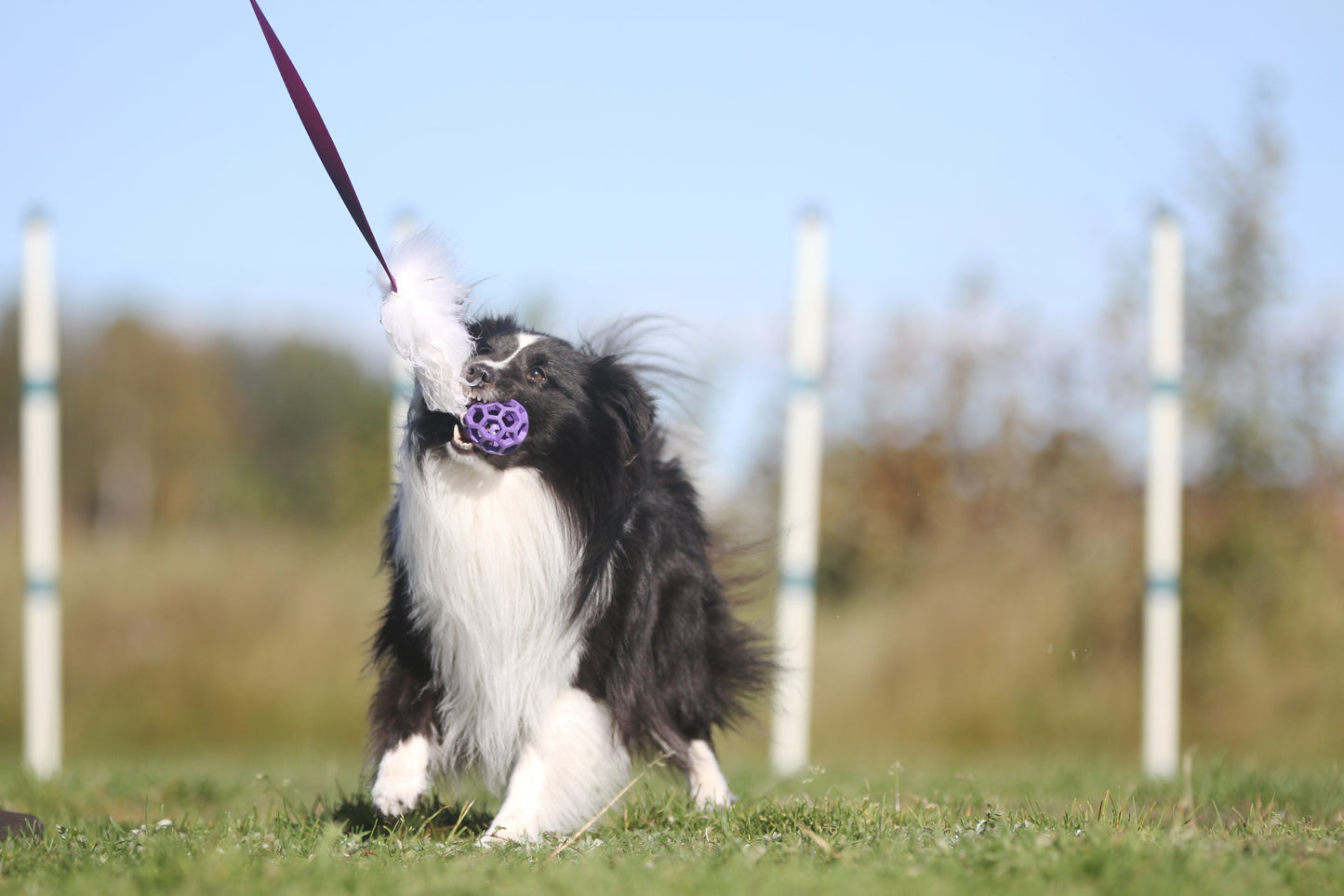 Elastisk fåreskinnsjagerkampis med hol-ee roller str S