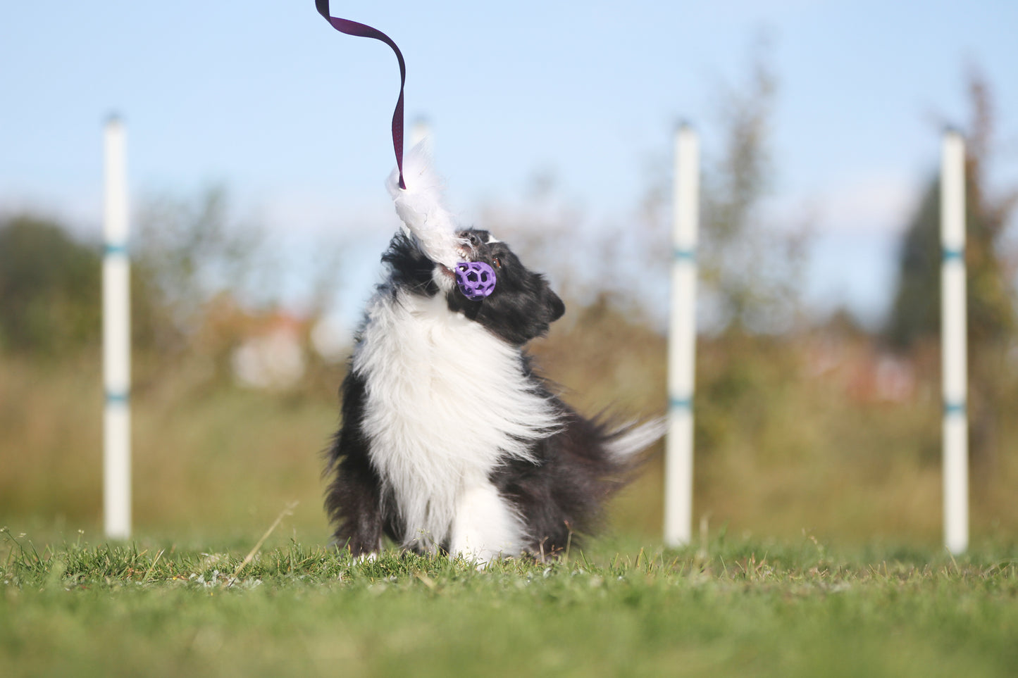 Elastisk fåreskinnsjagerkampis med hol-ee roller str S