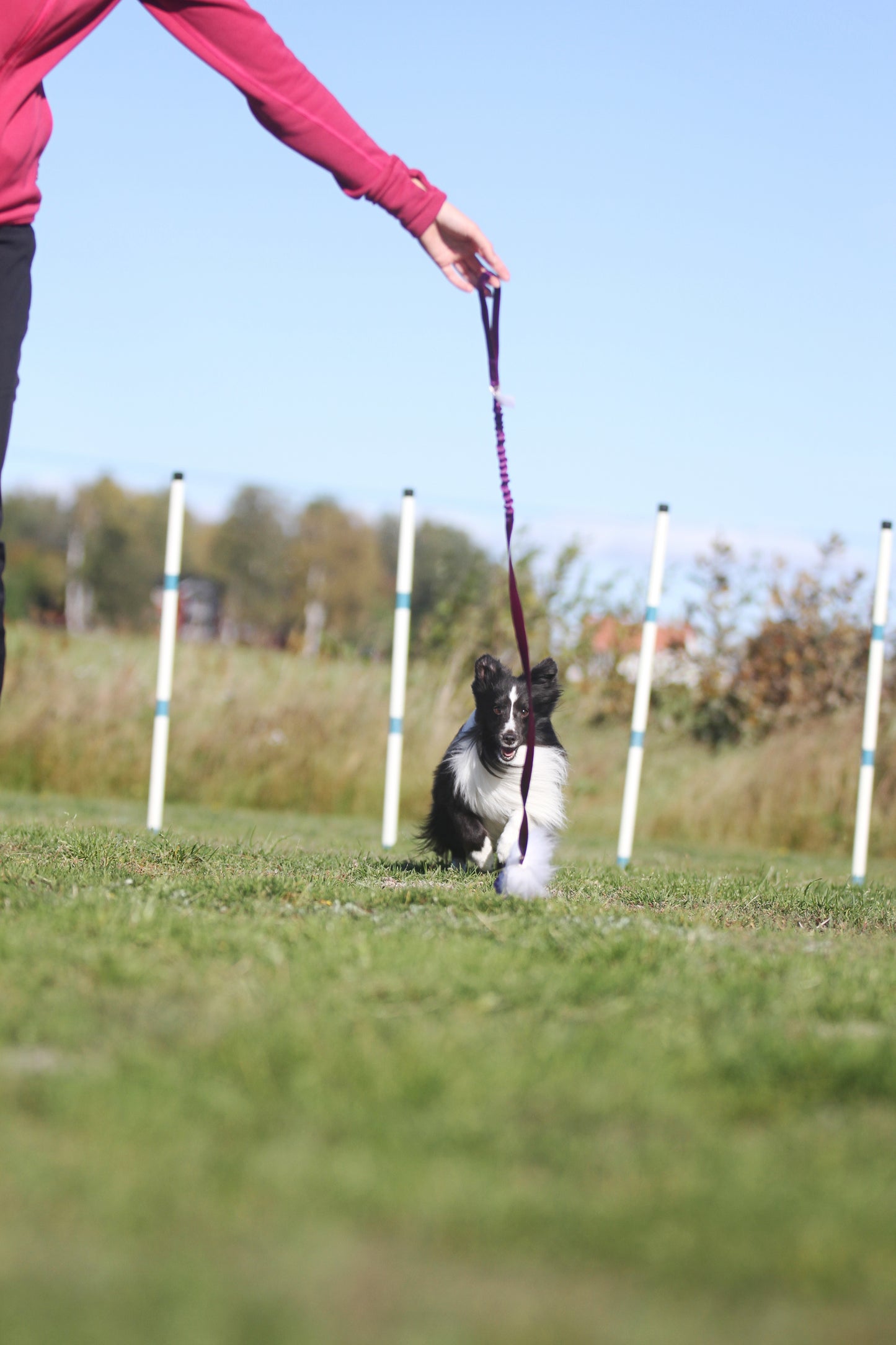 Elastisk fåreskinnsjagerkampis med hol-ee roller str S