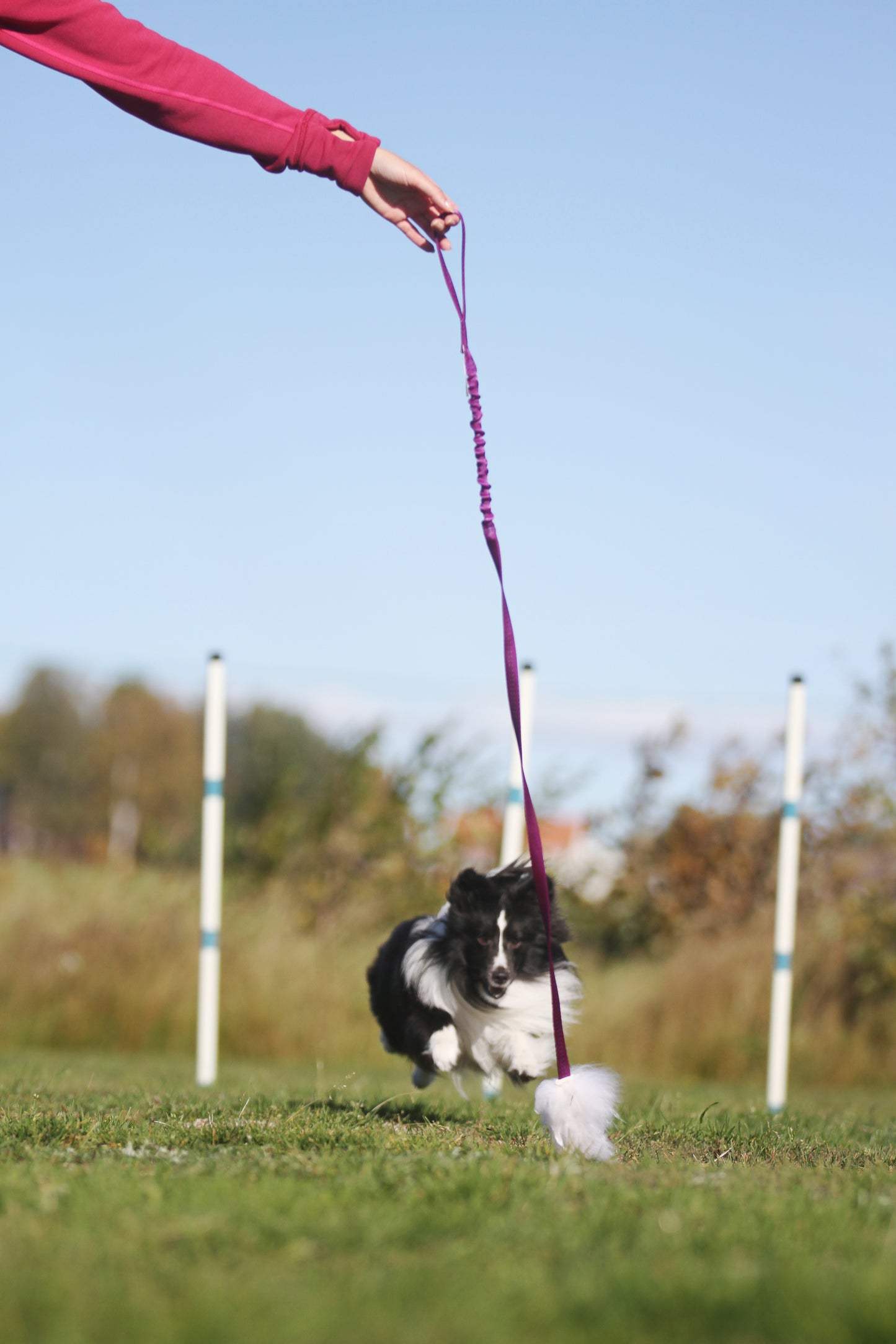 Elastisk fåreskinnsjagerkampis med hol-ee roller str S
