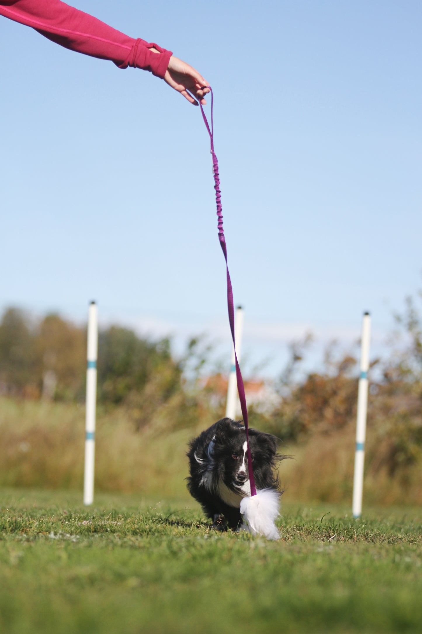 Elastisk fåreskinnsjagerkampis med hol-ee roller str S