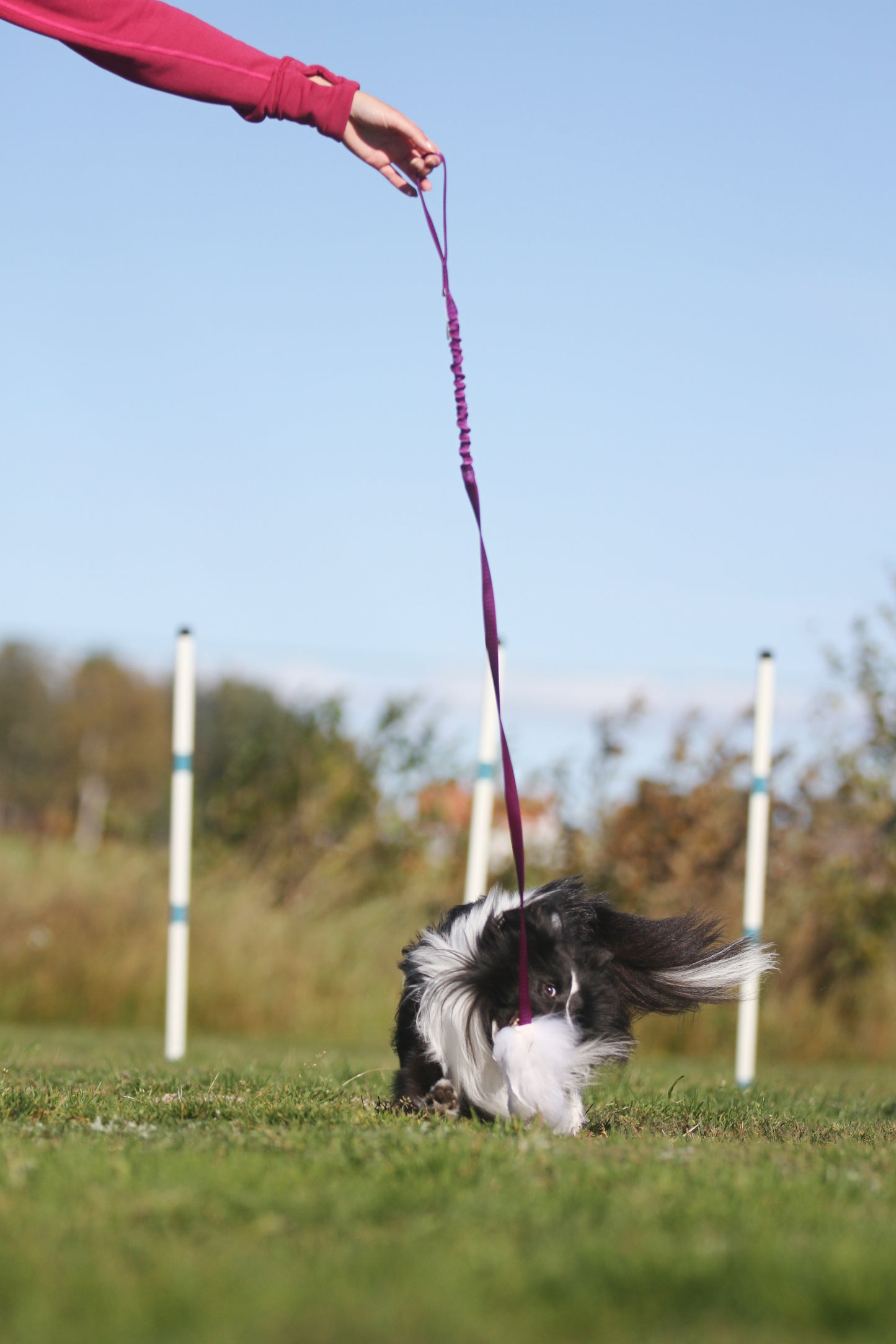Elastisk fåreskinnsjagerkampis med hol-ee roller str S