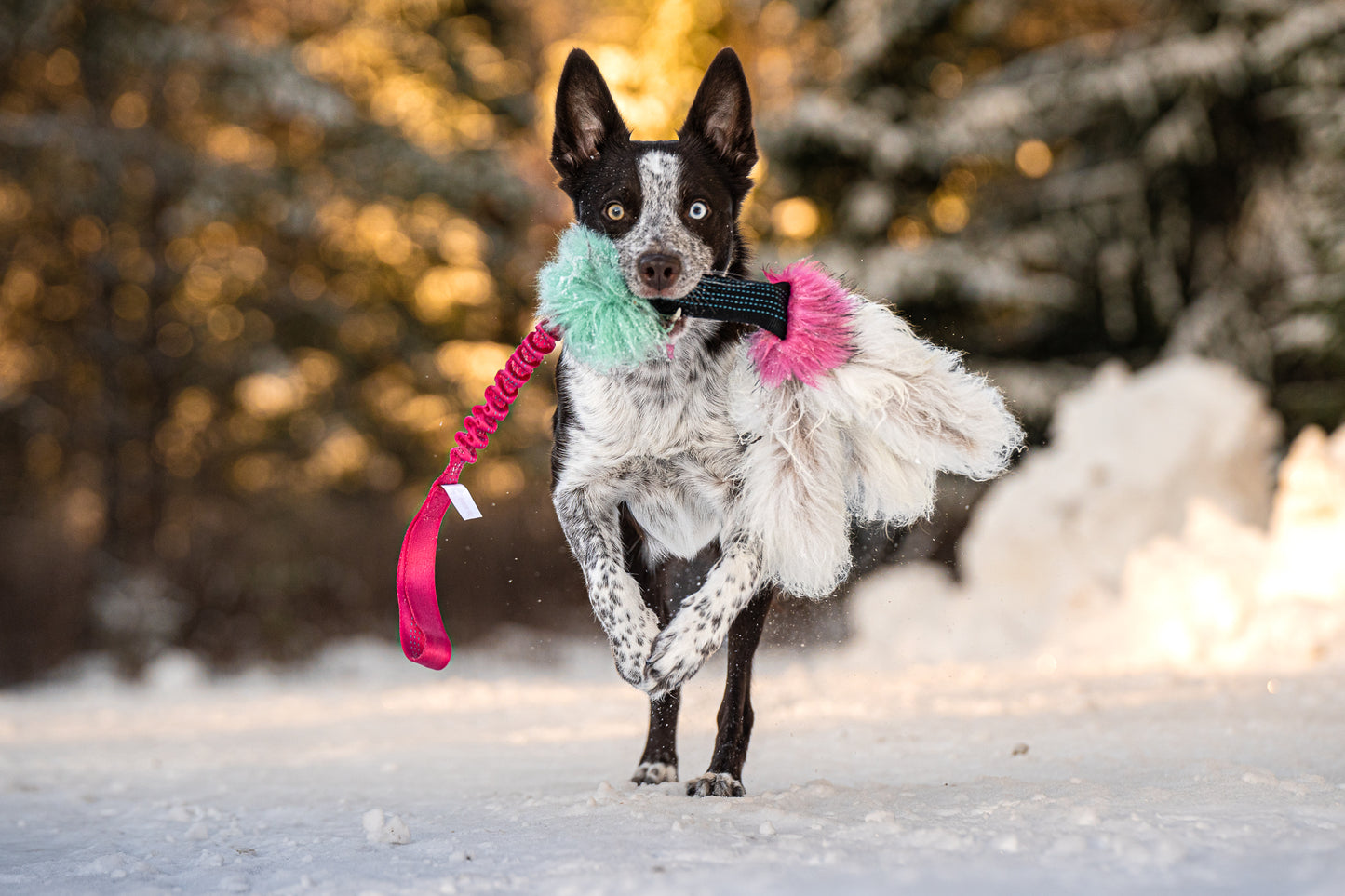 Elastisk Pipblackfiskkampis med fåreskinn