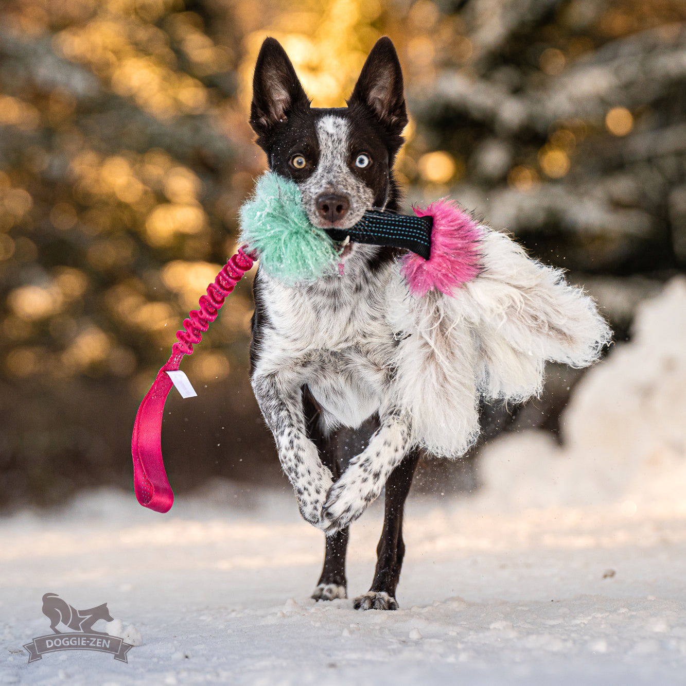 Elastisk Pipblackfiskkampis med fåreskinn