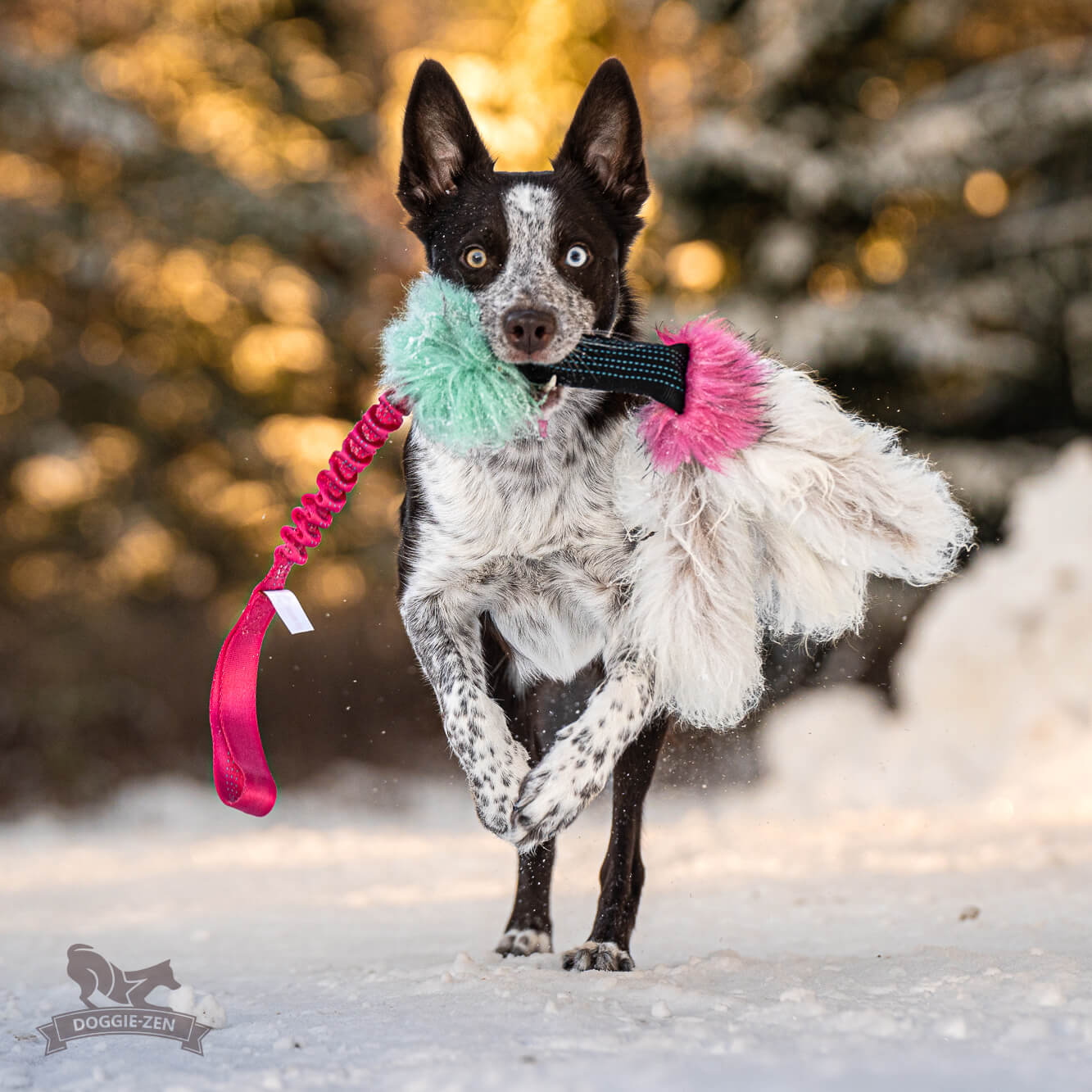 Elastisk Pipblackfiskkampis med fåreskinn
