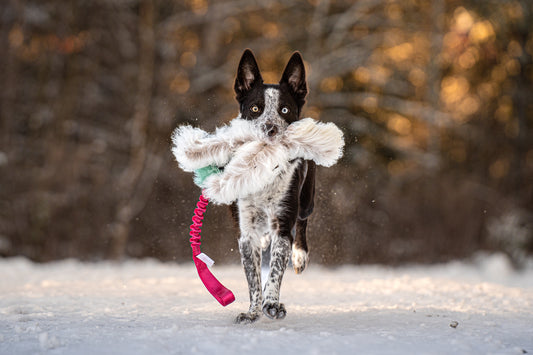 Elastisk Pipblackfiskkampis med fåreskinn