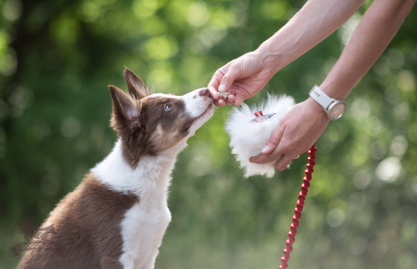 Elastisk belønningsjagerkampis med fåreskinn str S