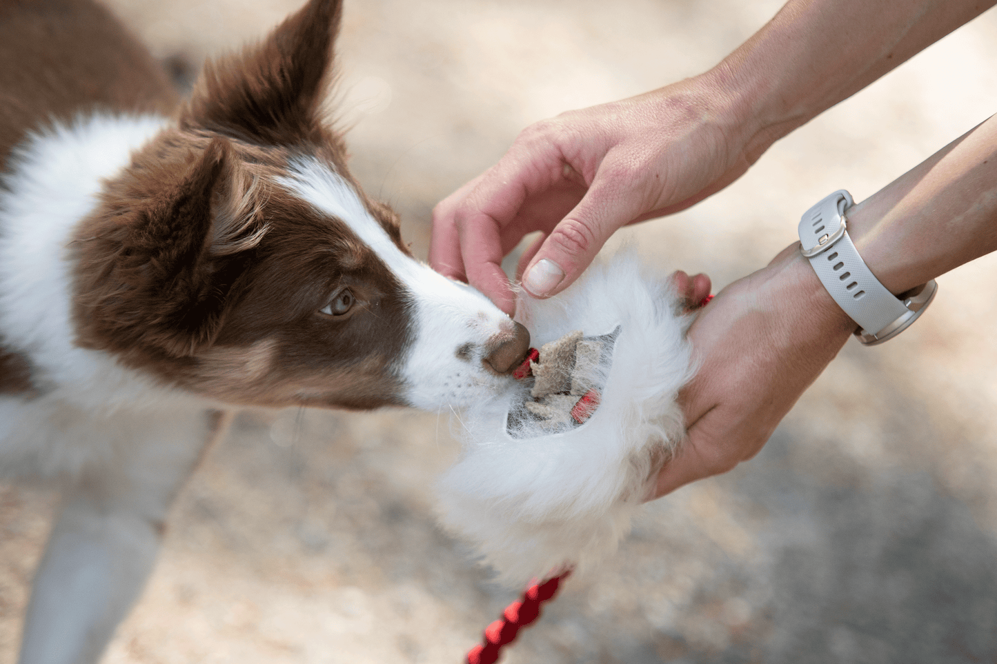 Elastisk belønningsjagerkampis med fåreskinn str S