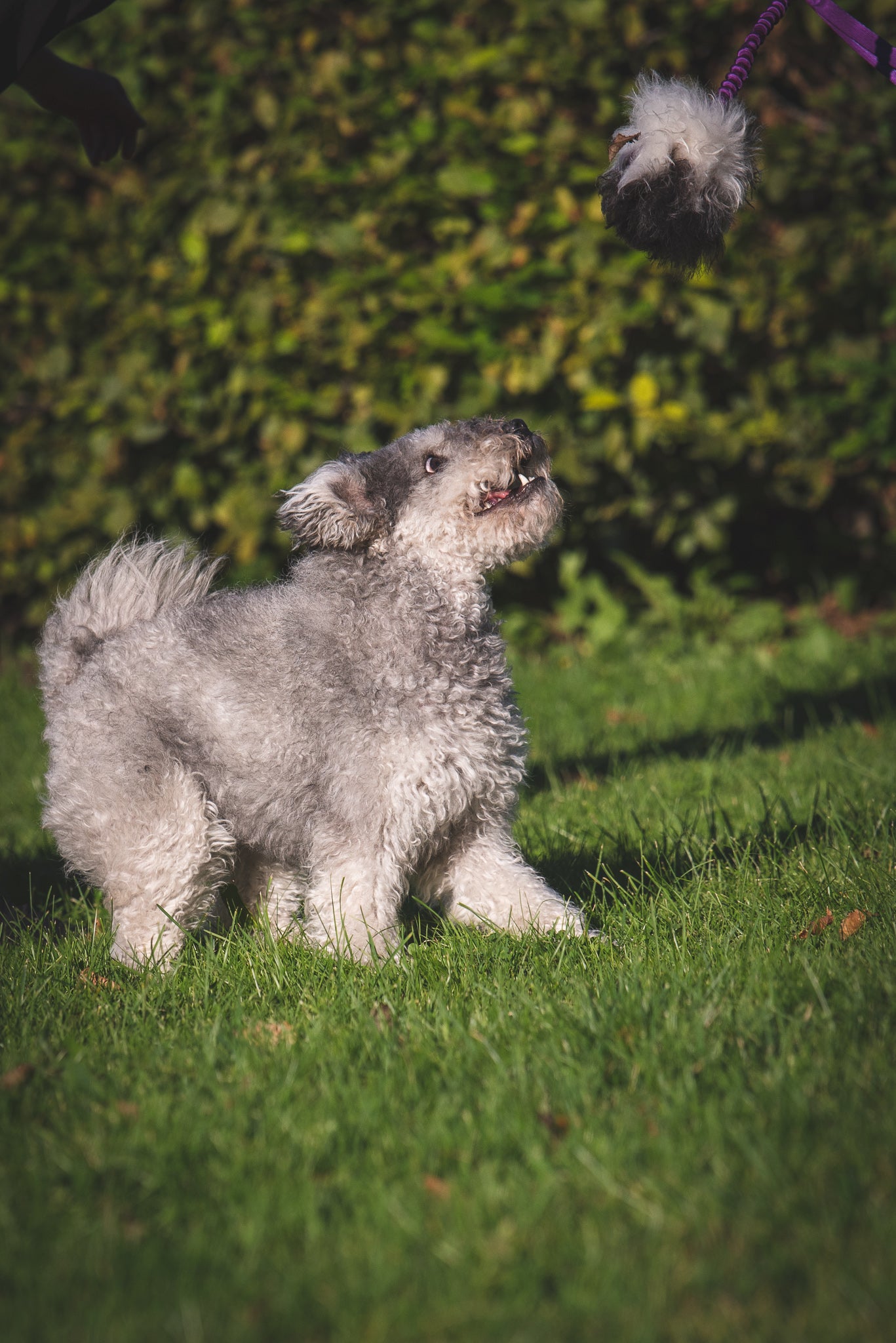 Elastisk belønningsjagerkampis med fåreskinn str S