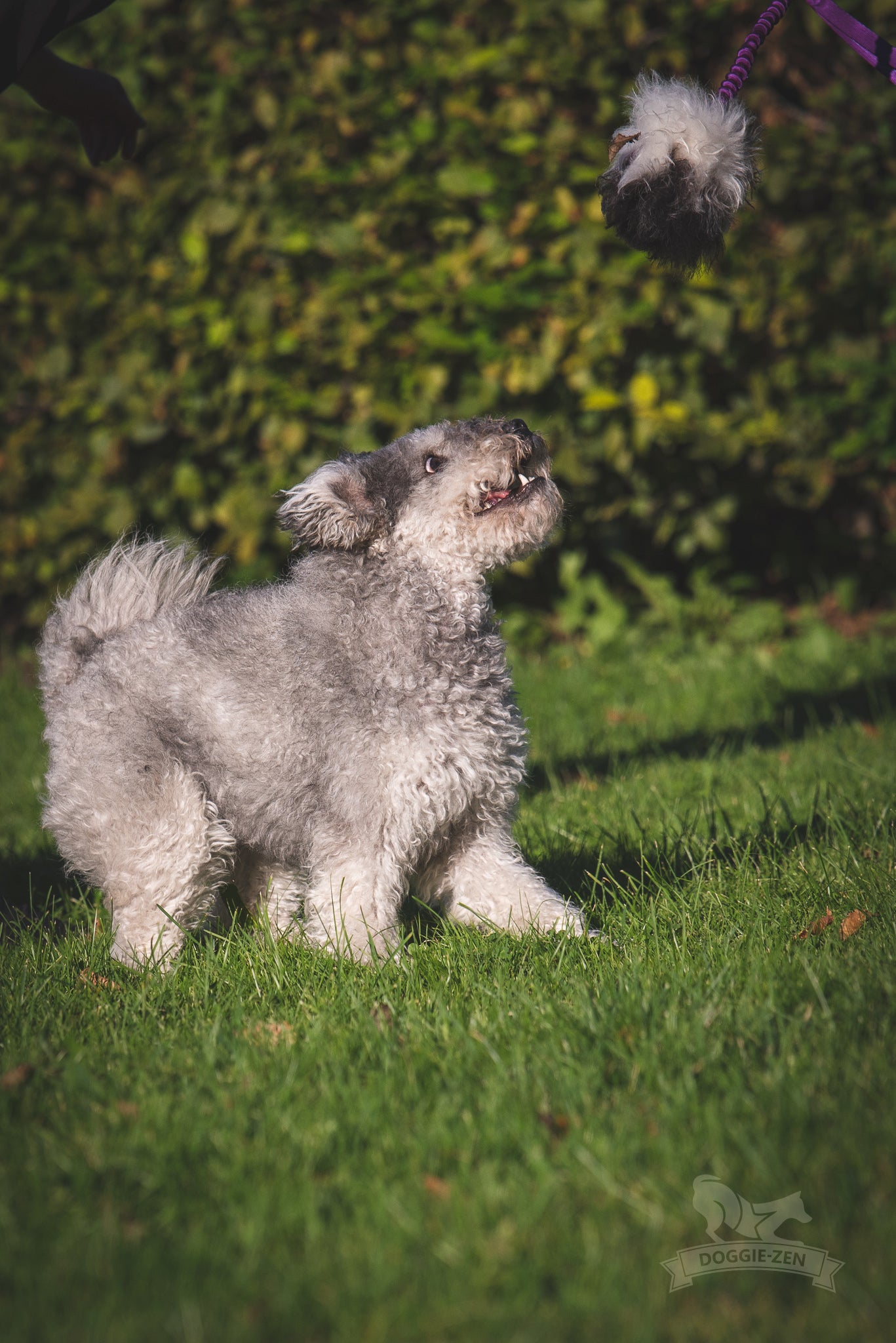 Elastisk belønningsjagerkampis med fåreskinn str S