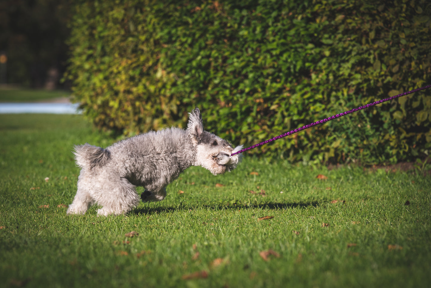 Elastisk belønningsjagerkampis med fåreskinn str S