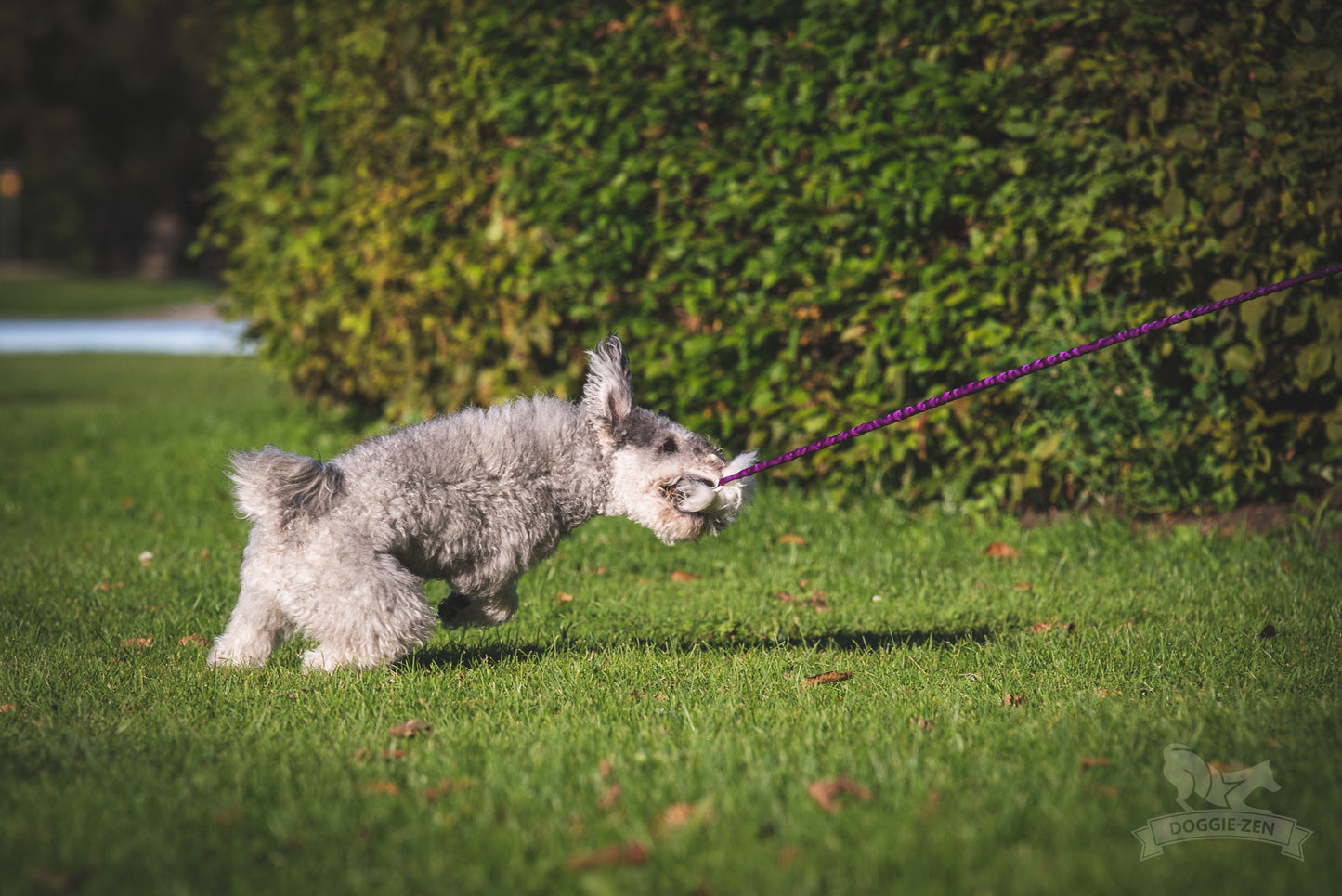 Elastisk belønningsjagerkampis med fåreskinn str S