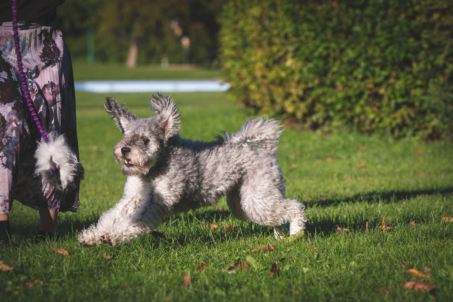Elastisk belønningsjagerkampis med fåreskinn str S