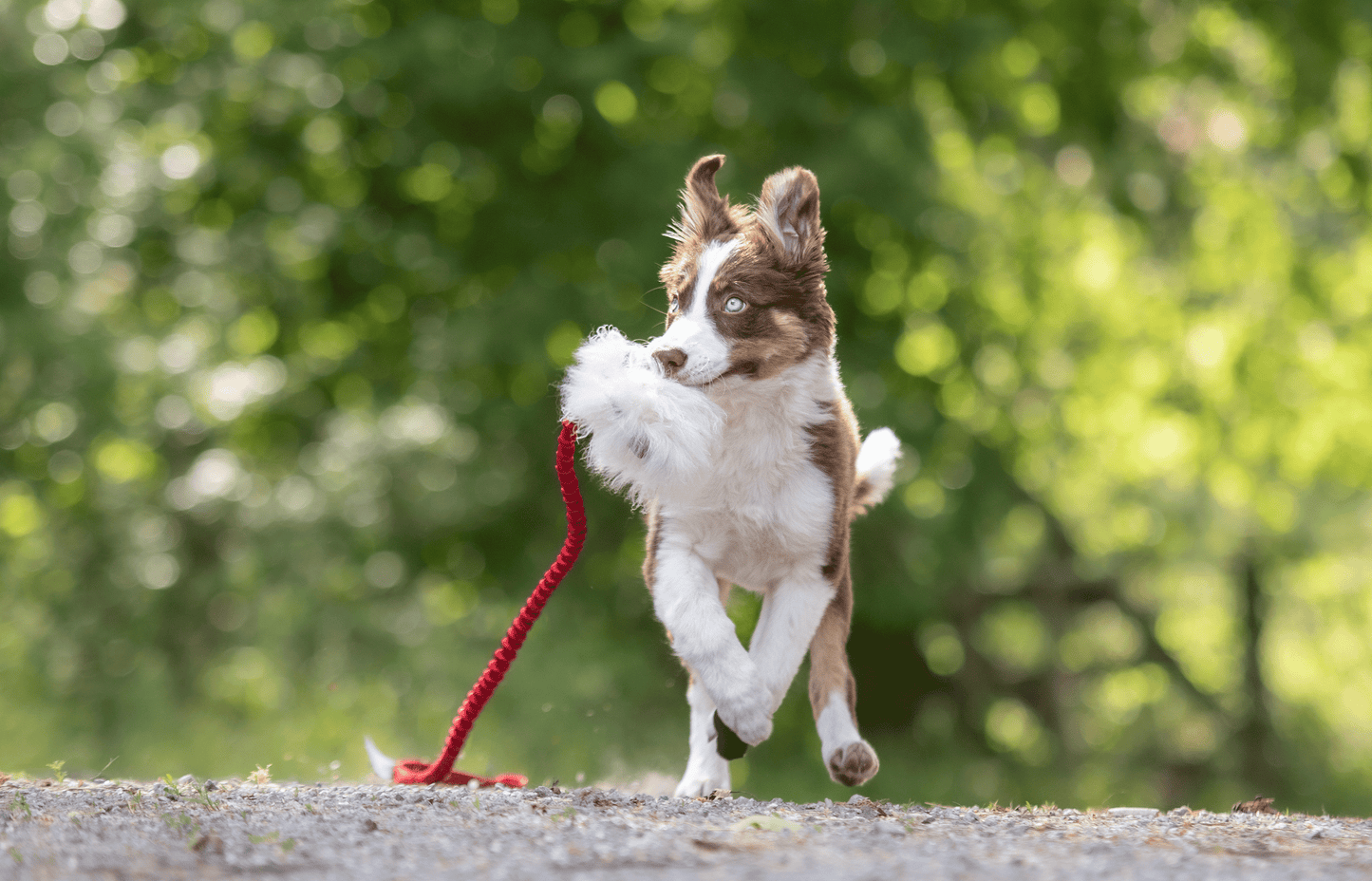 Elastisk belønningsjagerkampis med fåreskinn str S