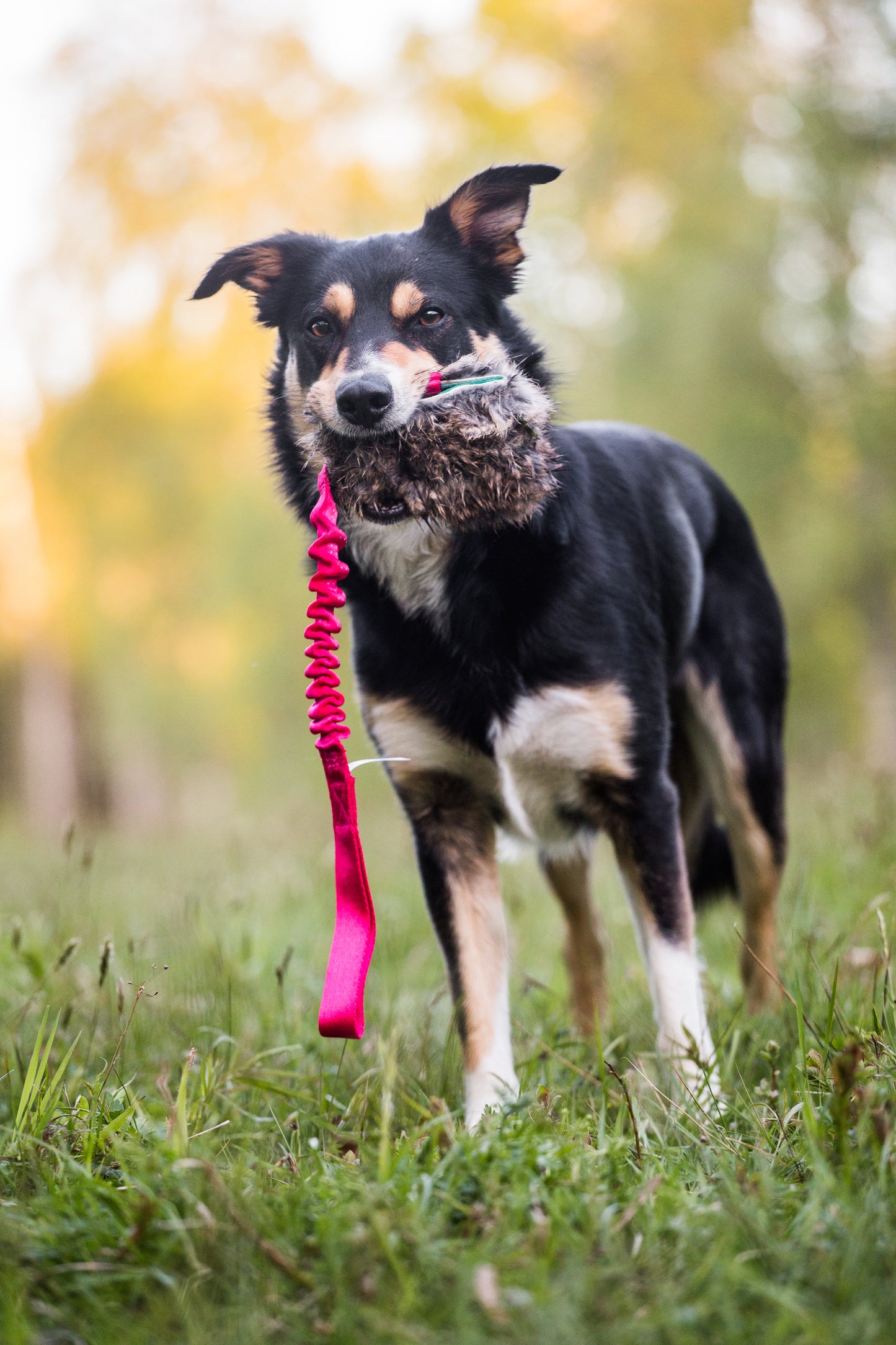 Elastisk belønningskampis med kaninskinn str M