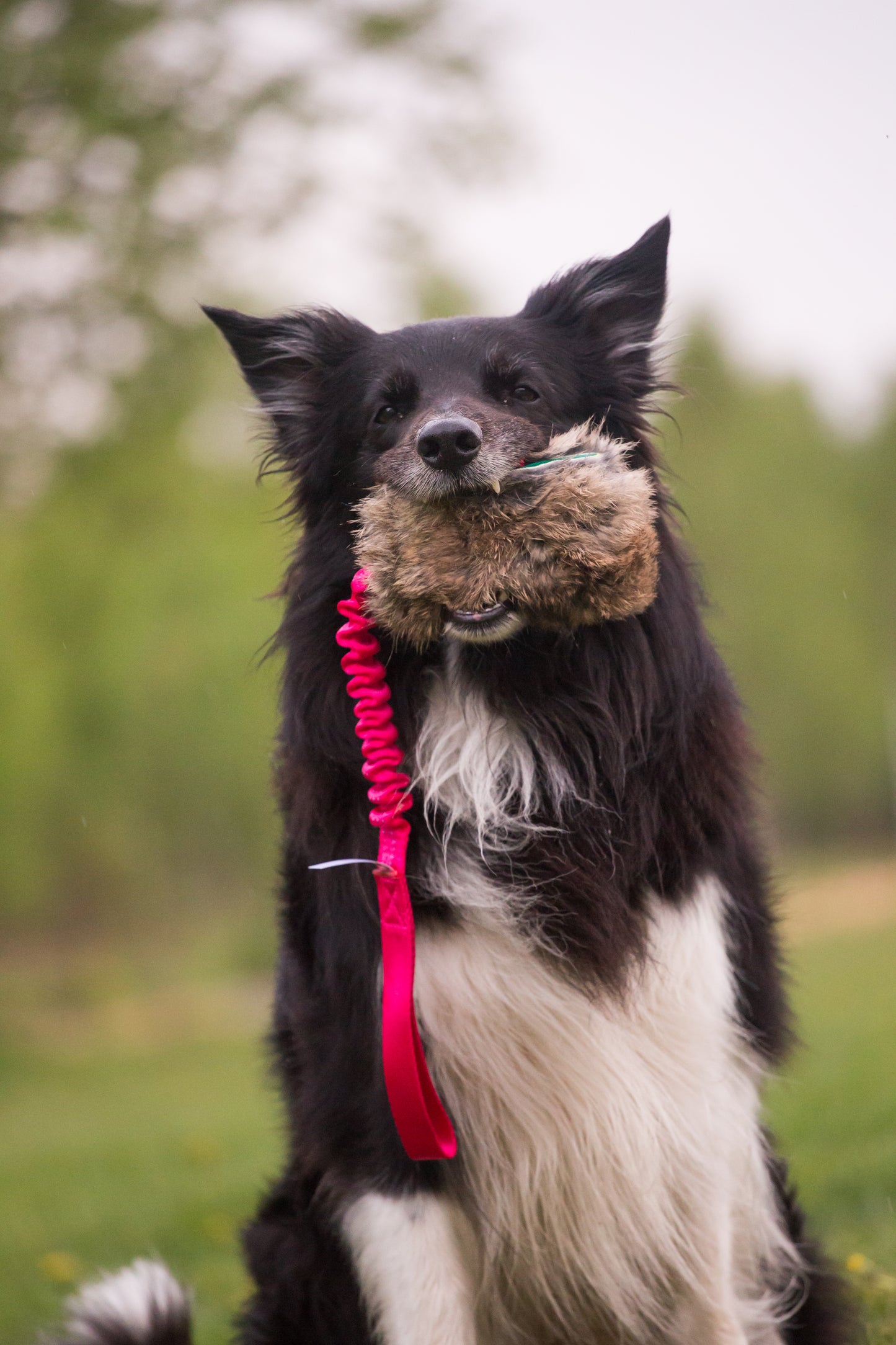 Elastisk belønningskampis med kaninskinn str M
