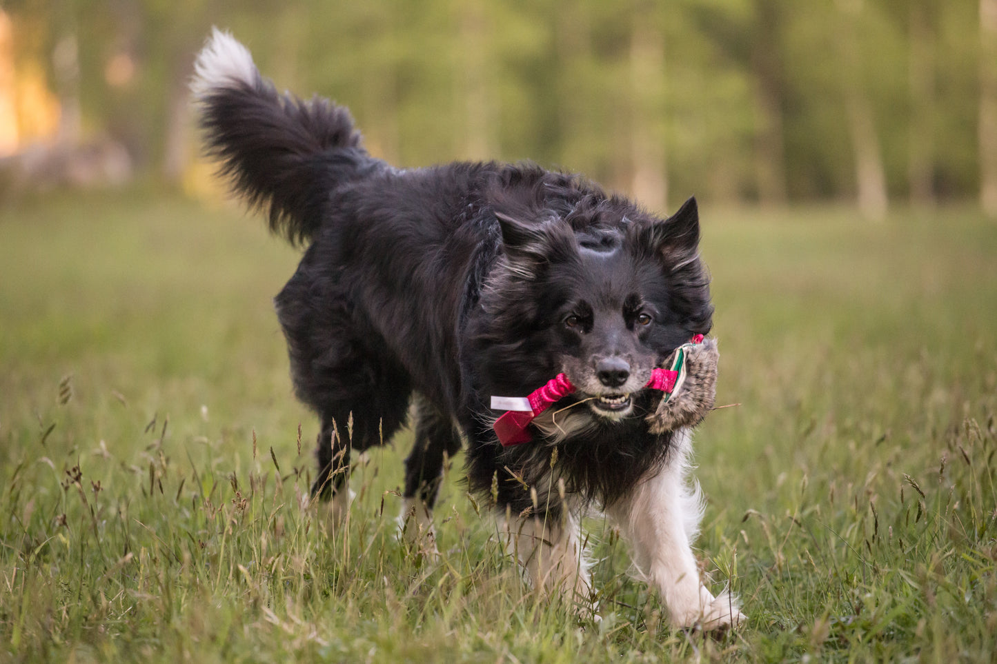Elastisk belønningskampis med kaninskinn str M