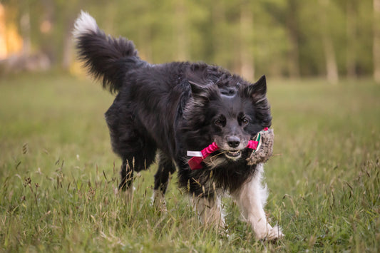 Elastisk belønningskampis med kaninskinn str M