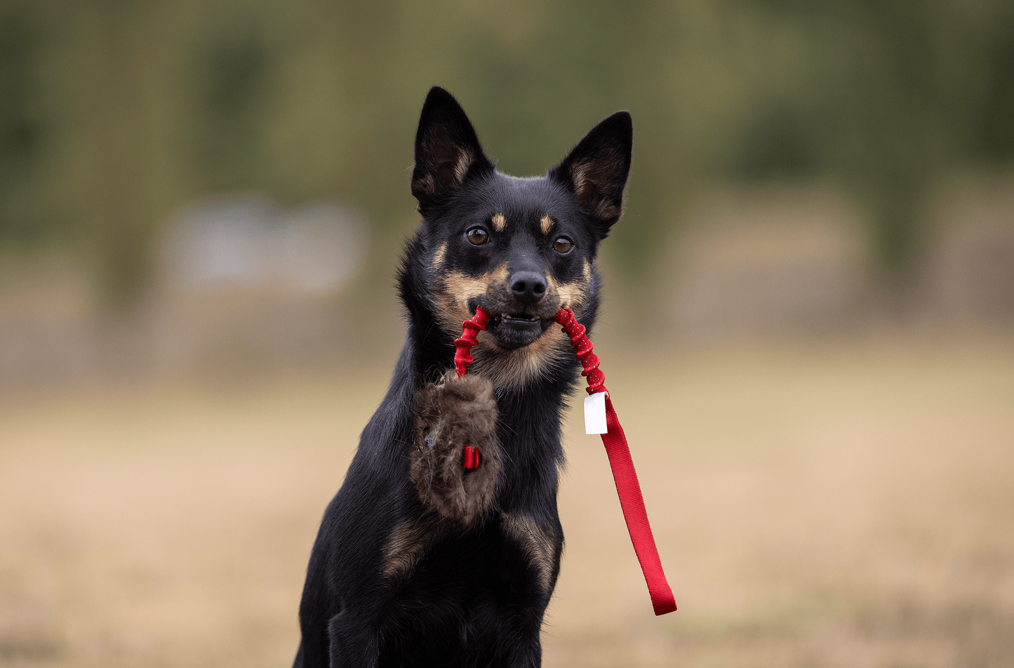 Elastisk belønningskampis med bever str S