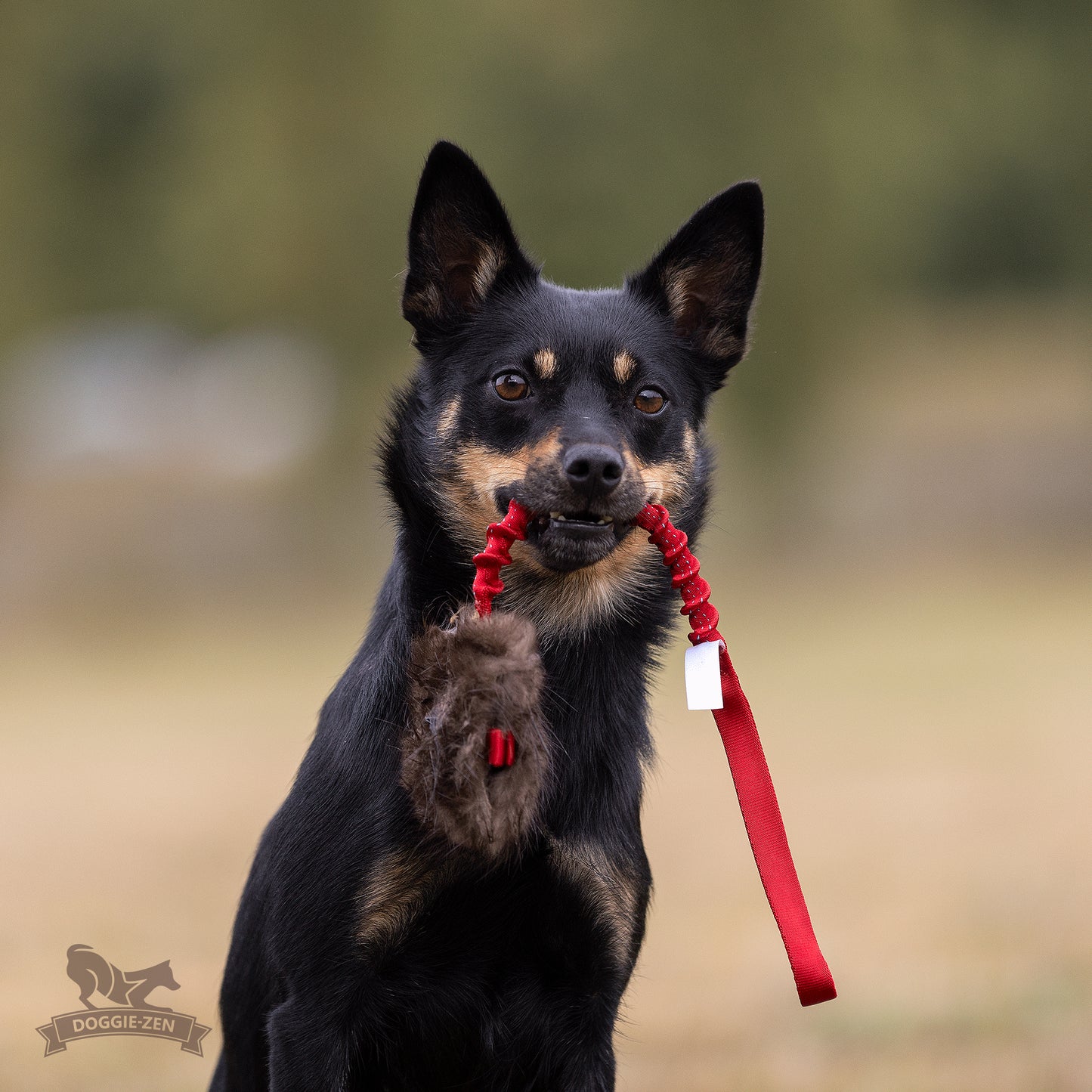 Elastisk belønningskampis med bever str S
