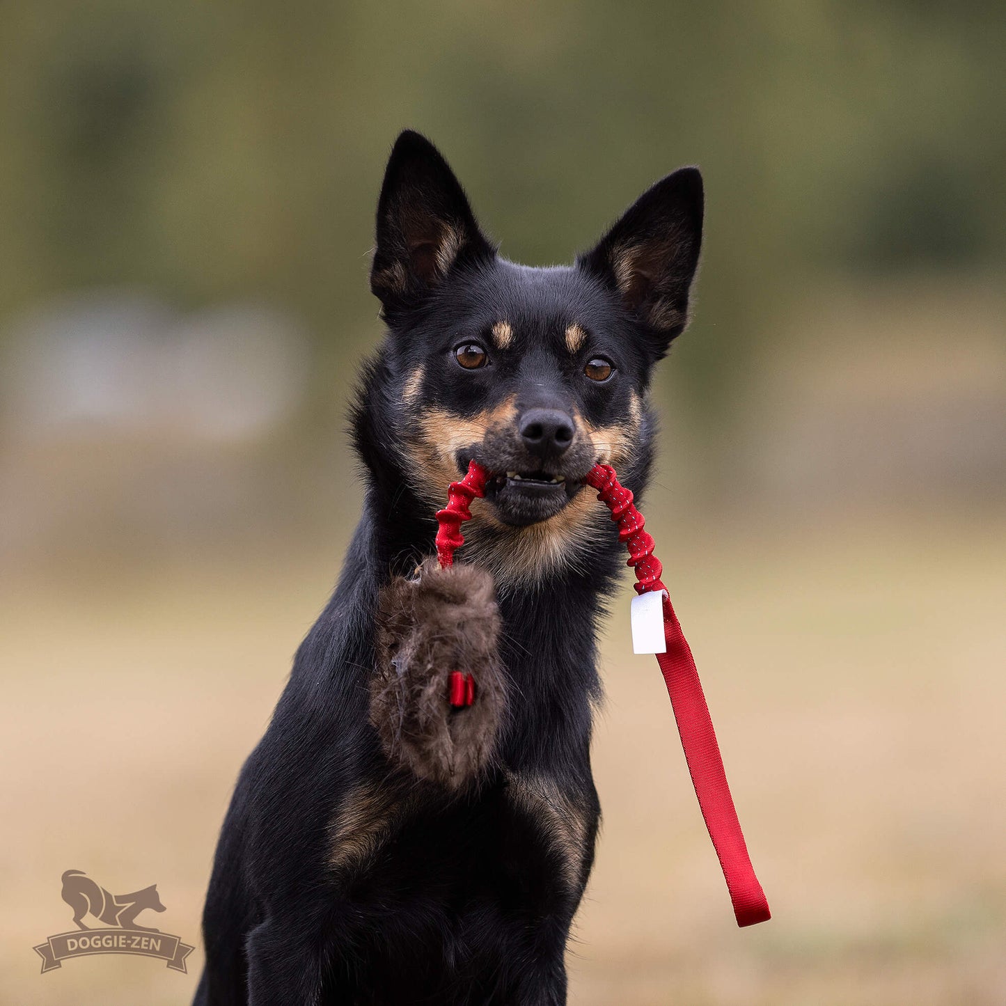 Elastisk belønningskampis med bever str S