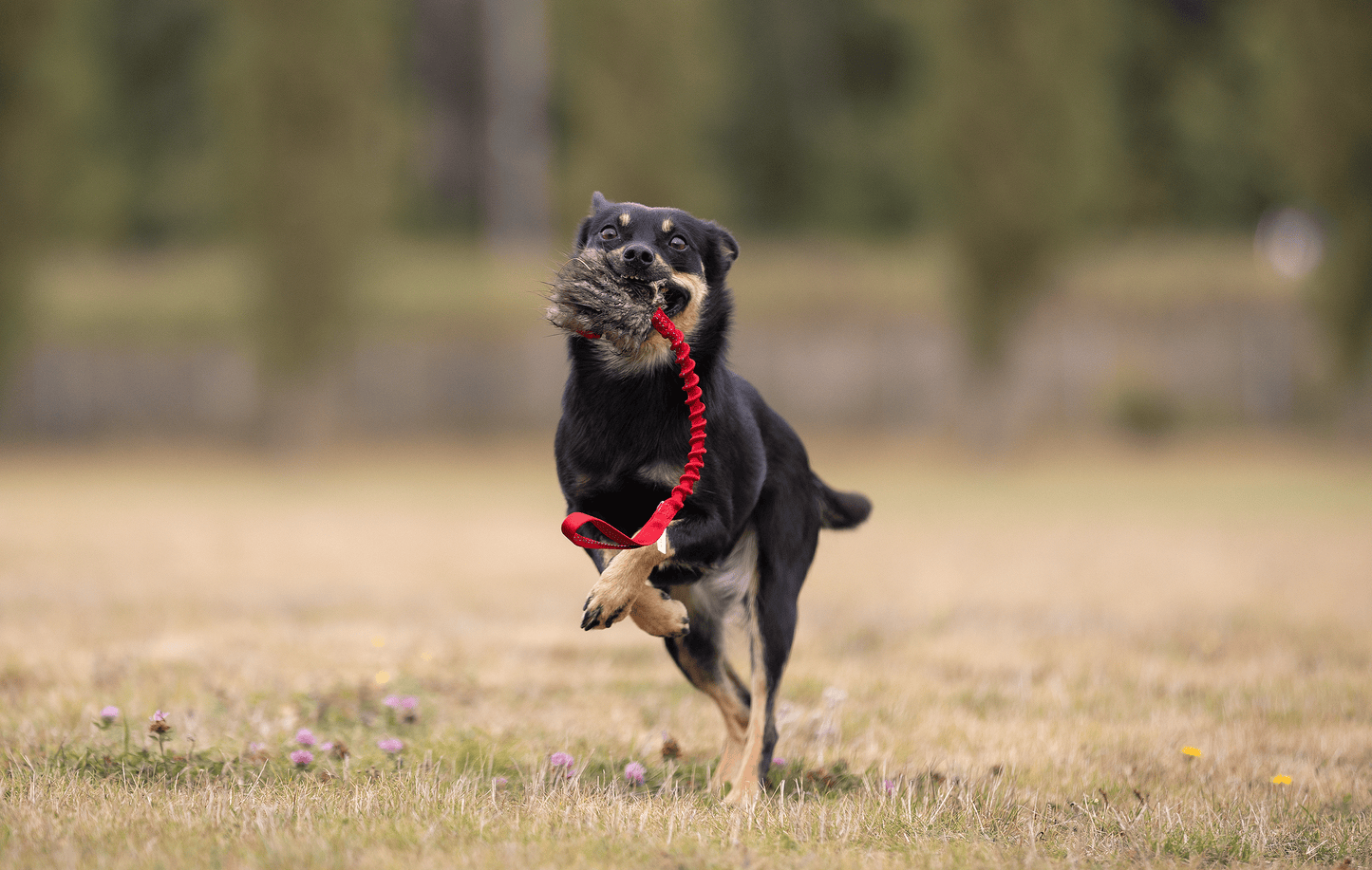 Elastisk belønningskampis med bever str S