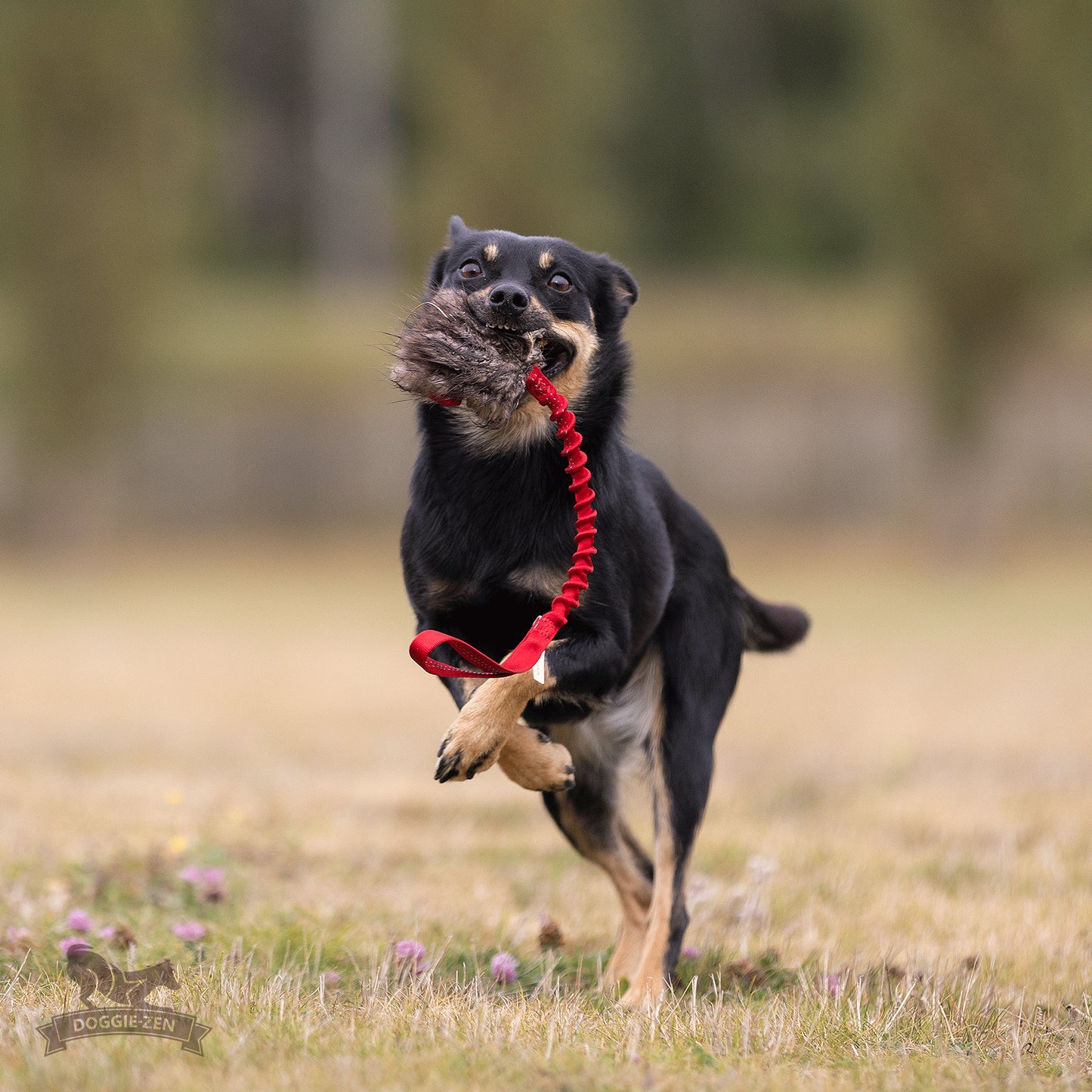 Elastisk belønningskampis med bever str S