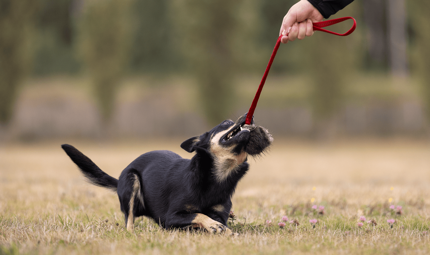 Elastisk belønningskampis med bever str S