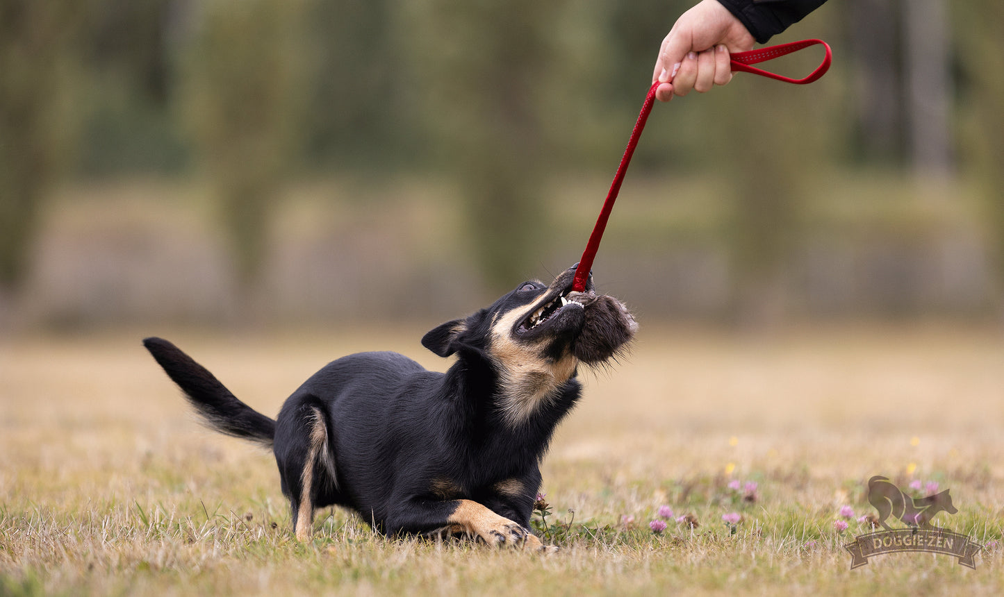 Elastisk belønningskampis med bever str S